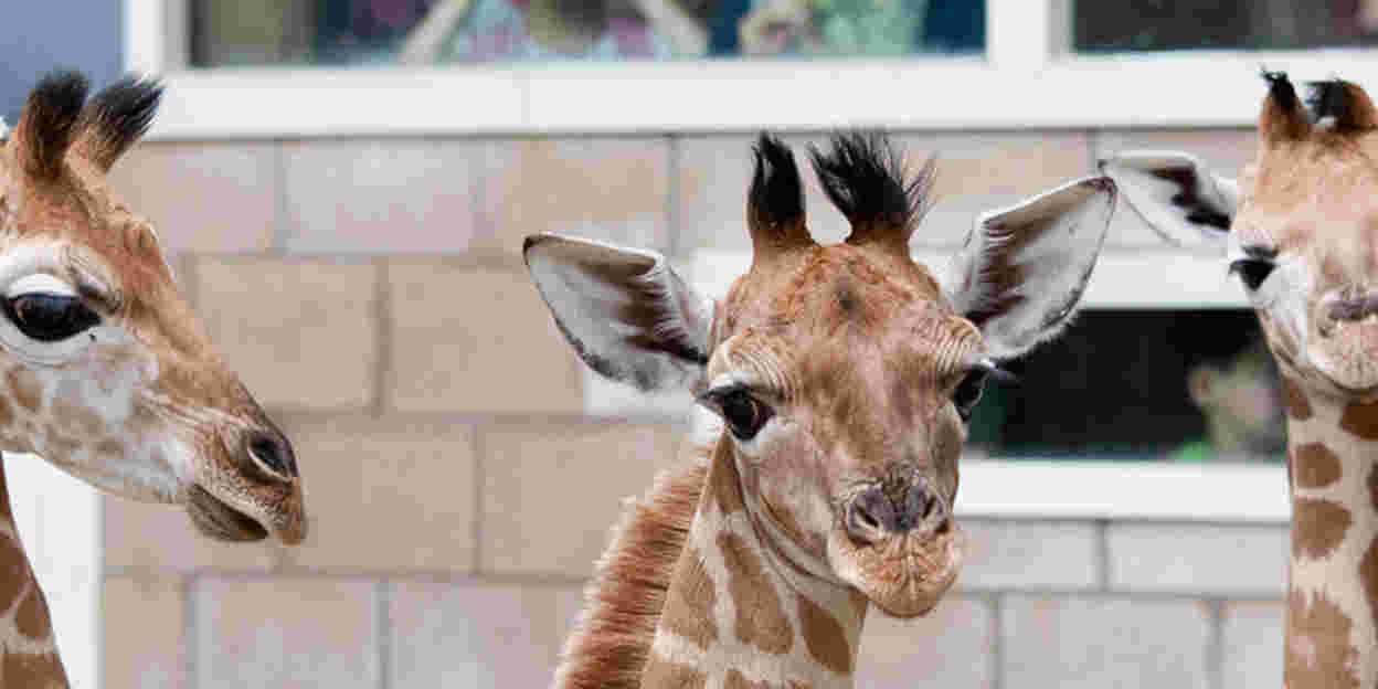 Drie jonge giraffen in acht dagen!
