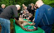 Maar liefst negen jonge cheeta's