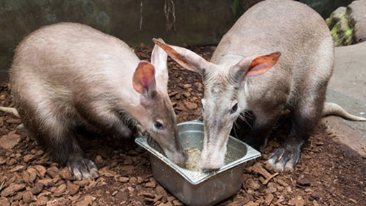 Wat doen onze aardvarkens ’s nachts?