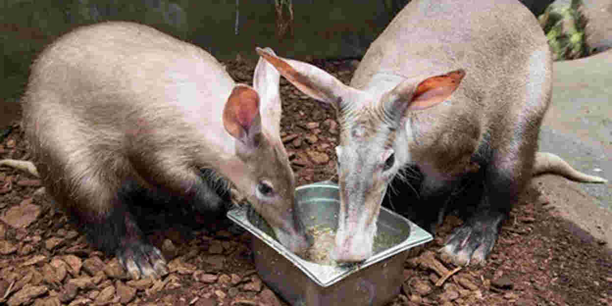 Wat doen onze aardvarkens ’s nachts?