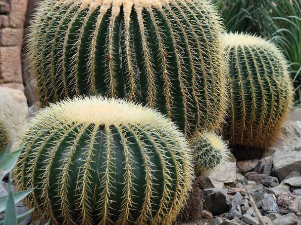 Bijzondere aanpassing aan de leefomgeving
