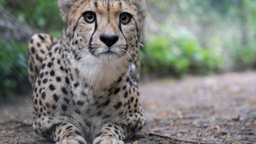 Cheetaruil in de hoop op een betere match