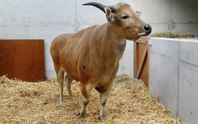 Mannelijke rund met vrouwelijk uiterlijk