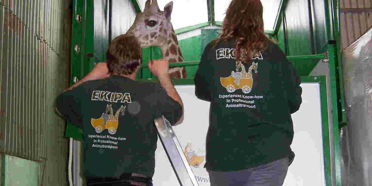 Marco, de vliegende giraffe