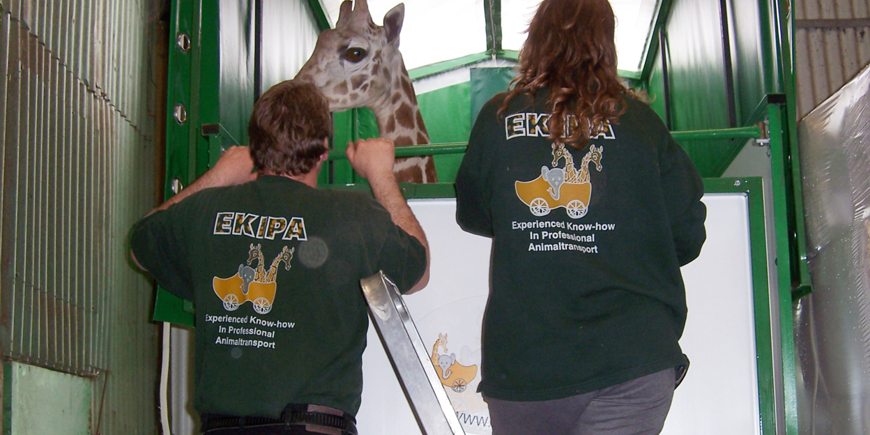 Marco, de vliegende giraffe
