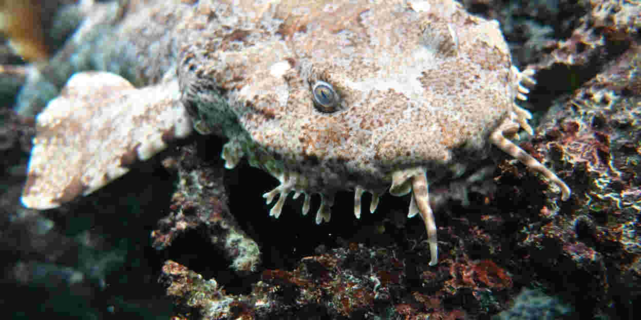 Camouflage bij dieren: het opgaan in de omgeving (Ocean)