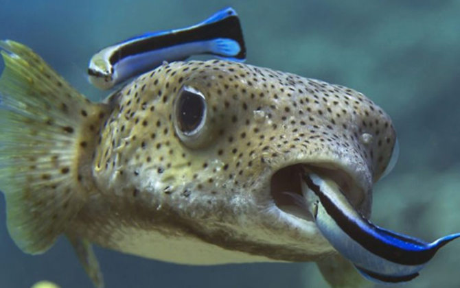 Het gedrag van de gewone poetslipvis in de lagune