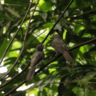 Over de voortplanting