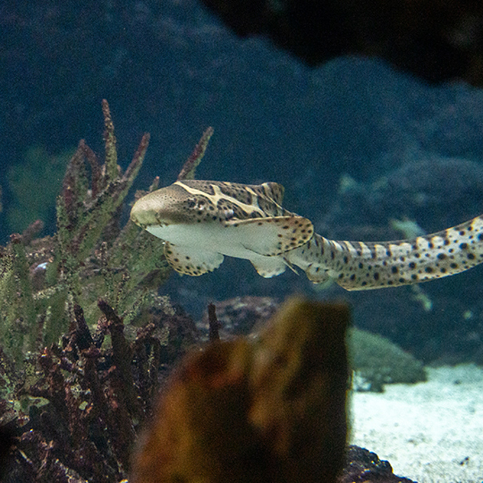 Jonge luipaardhaai heeft geen vader