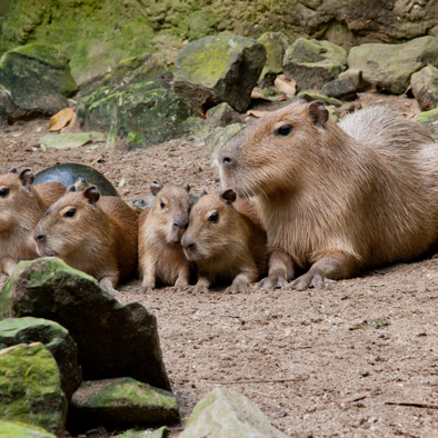 Bedreiging en bescherming