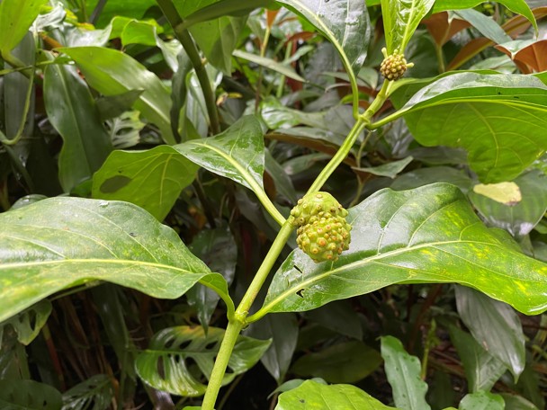 Gebruik door de mens