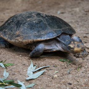 Terekayschildpad