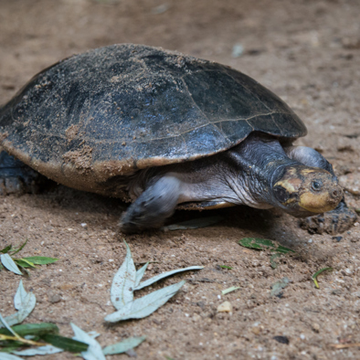 Bedreiging en bescherming