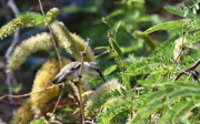 Drie natuurbeschermers verslaan 471 anderen en winnen internationaal gerenommeerde prijs