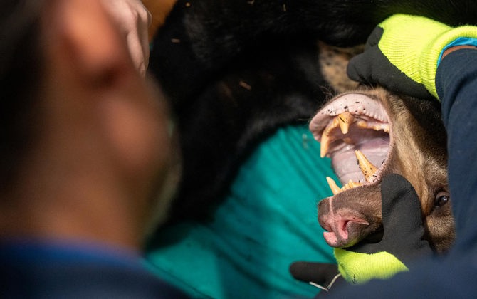 Burgers' Zoo ziet beren op de weg