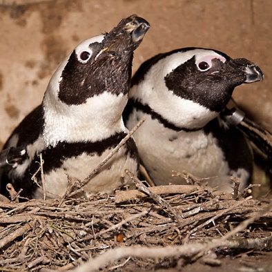 Over de voortplanting