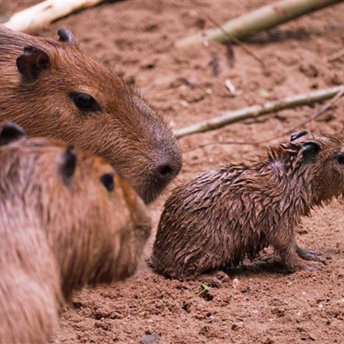 Vierling geboren bij de capybara’s