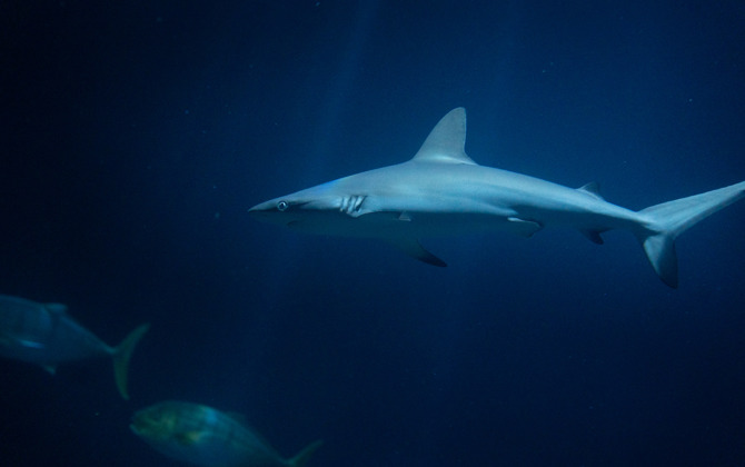 Grijze rifhaaien Burgers' Zoo slagen voor examen