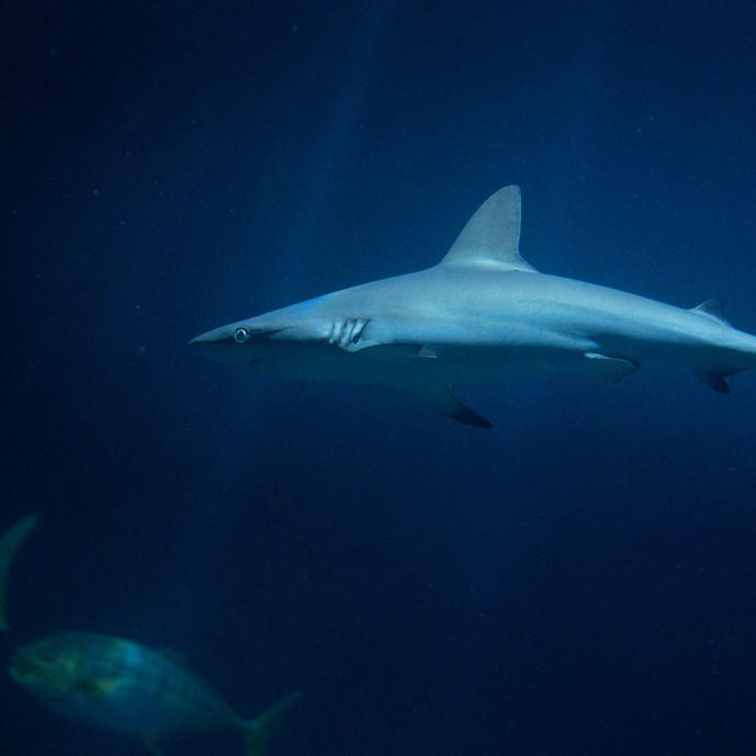 Grijze rifhaaien Burgers' Zoo slagen voor examen