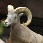Lees meer over: Dikhoornschaap