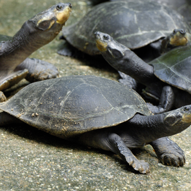  Over de voortplanting