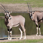 Lees meer over: Oost-Afrikaanse spiesbokken