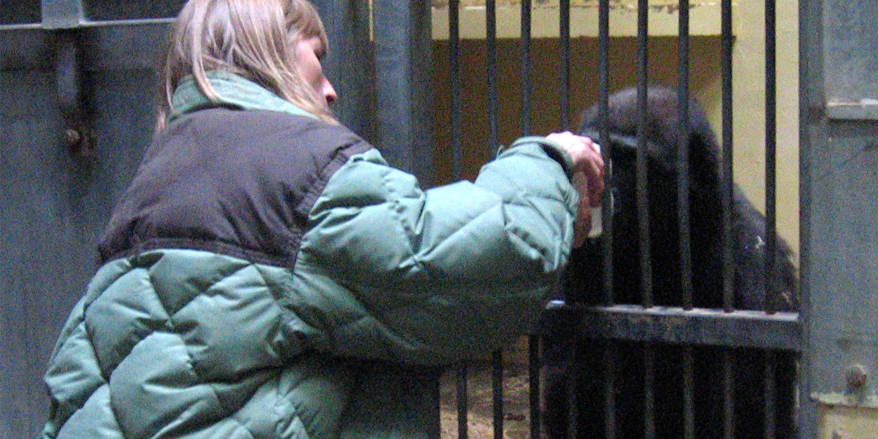 Een nieuwe aanwinst in de gorillagroep