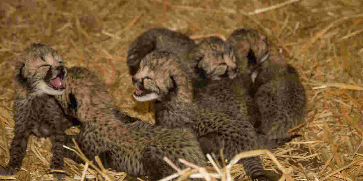 Opnieuw een Cheeta-zesling!