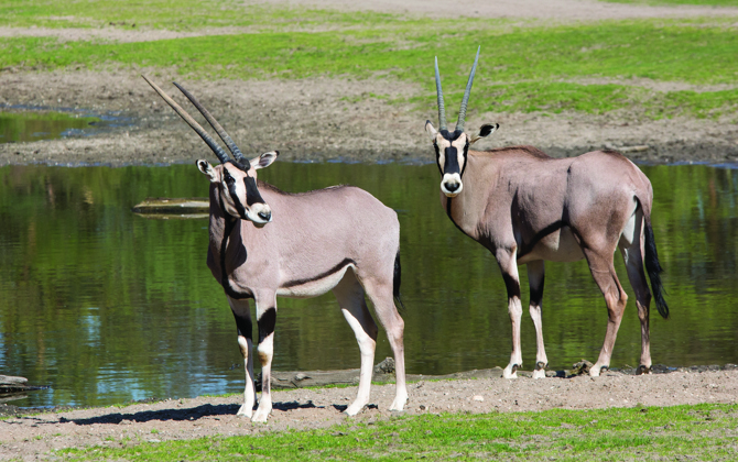 Oost-Afrikaanse spiesbokken