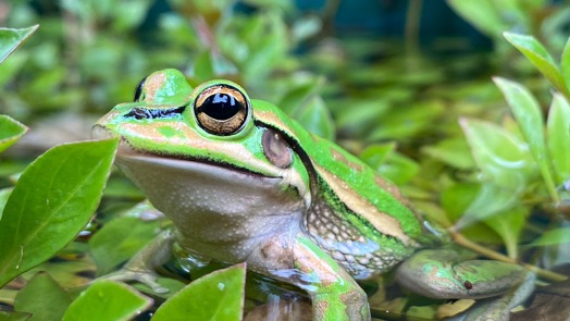 Drie jonge natuurbeschermers veroveren felbegeerde prijs