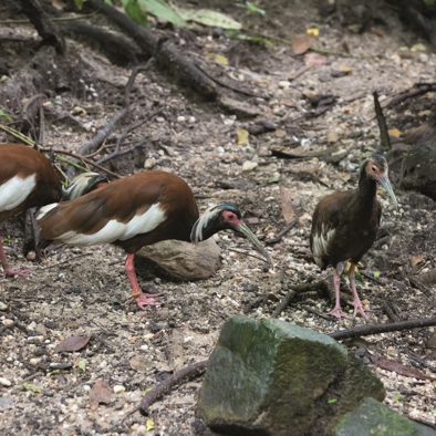 Over de voortplanting
