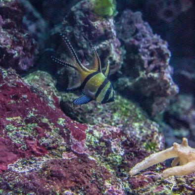 Over de voortplanting