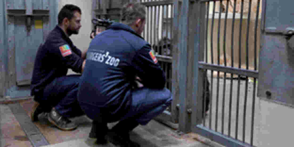 Drie nieuwe chimpansees