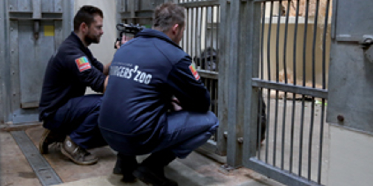 Drie nieuwe chimpansees