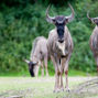 Lees meer over: Oostelijke witbaardgnoe