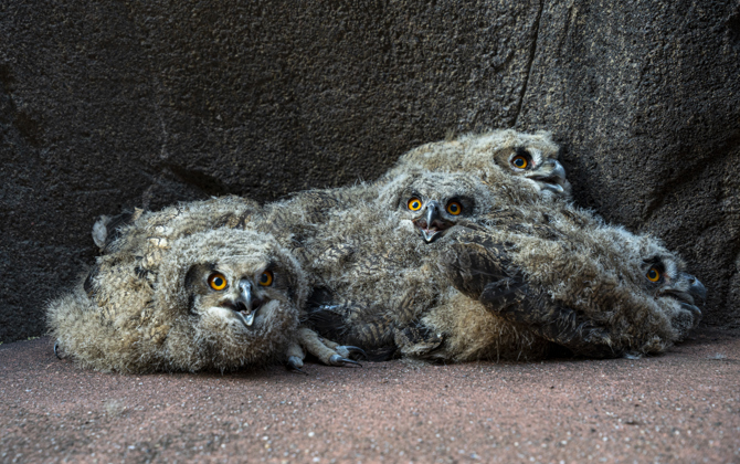 Wilde oehoes kiezen Burgers' Zoo als broedplaats