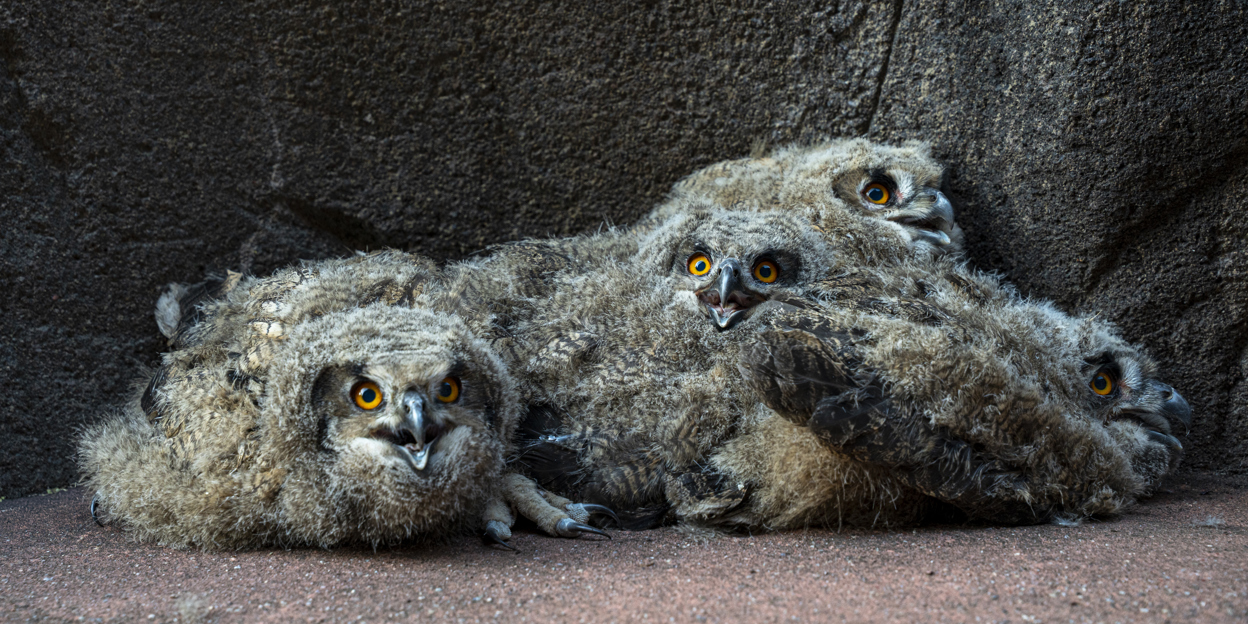Wilde oehoes kiezen Burgers' Zoo als broedplaats