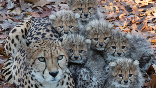 Arnhems foksucces ontketent Europese cheetaruil