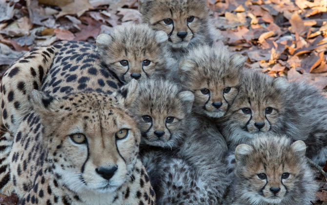 Arnhems foksucces ontketent Europese cheetaruil