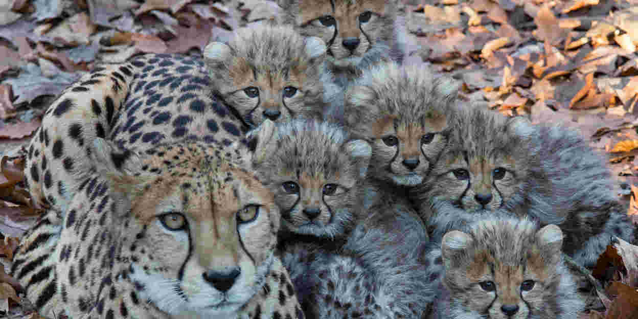 Arnhems foksucces ontketent Europese cheetaruil
