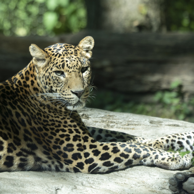 Bedreiging en bescherming