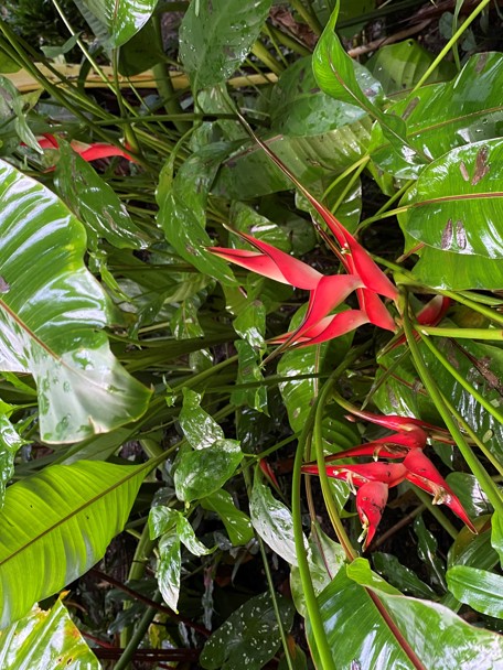 De kleine Papegaaienbloem in Burgers’ Bush