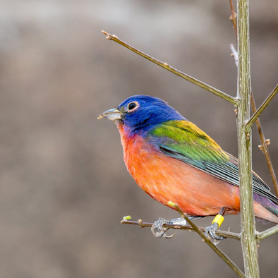 Bedreiging en bescherming