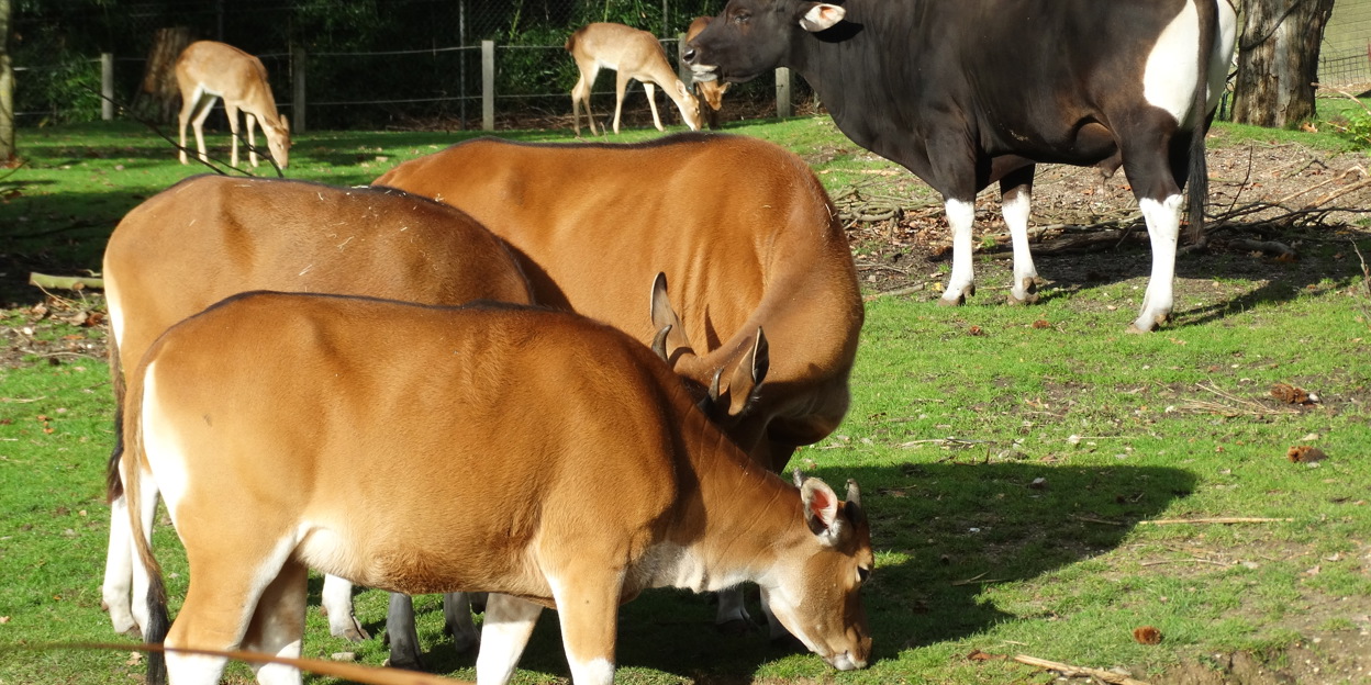 Verhuizing Bantengstier op de valreep