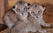 Twee leeuwen geboren op zomeravond