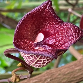 Darth Vader Plant