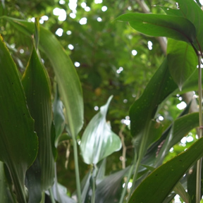 Dracaena bushii