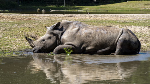 Dierentuindieren zoeken verkoeling tegen hittegolf