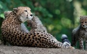 Arnhemse cheeta's zwermen uit over heel Europa