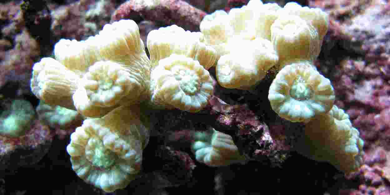 Een koraalrif zonder koraal